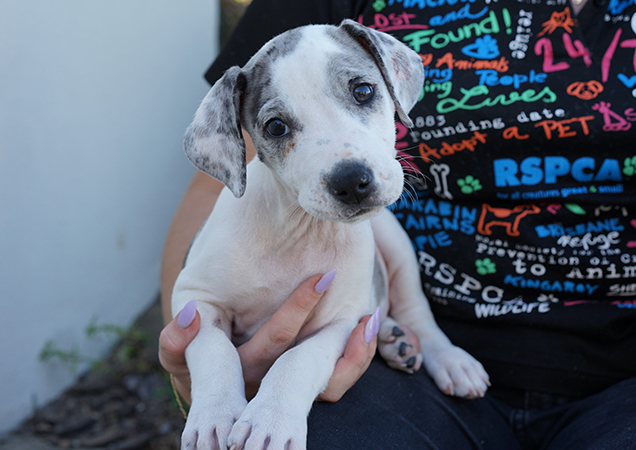 Poppy's puppy ace in the hands of an RSPCA volunteer